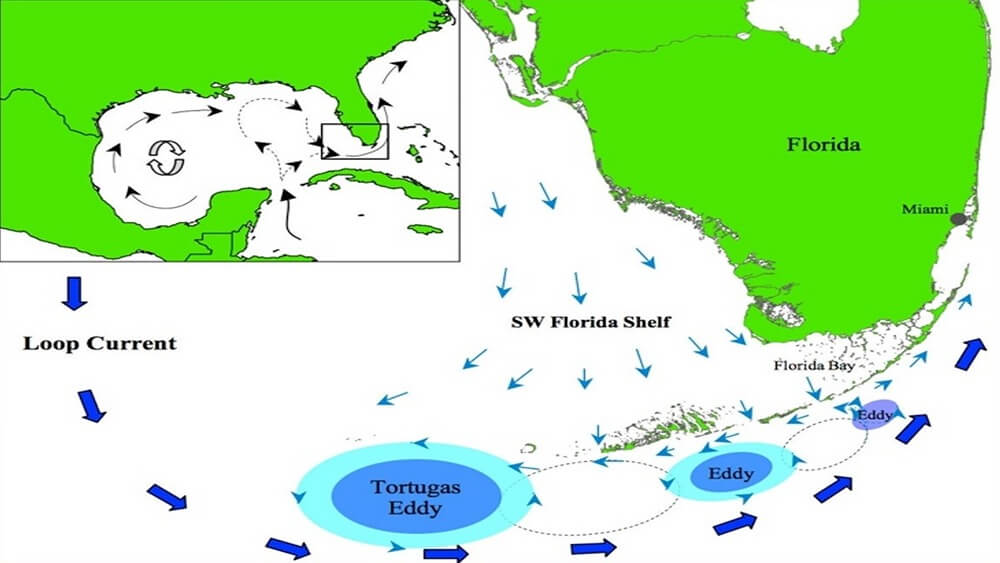 Schematic of general surface circulation of southern and southwestern Florida
                            coastal waters.